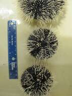 Image of Collector urchin