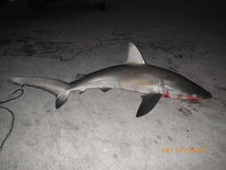 Image of Galapagos Shark