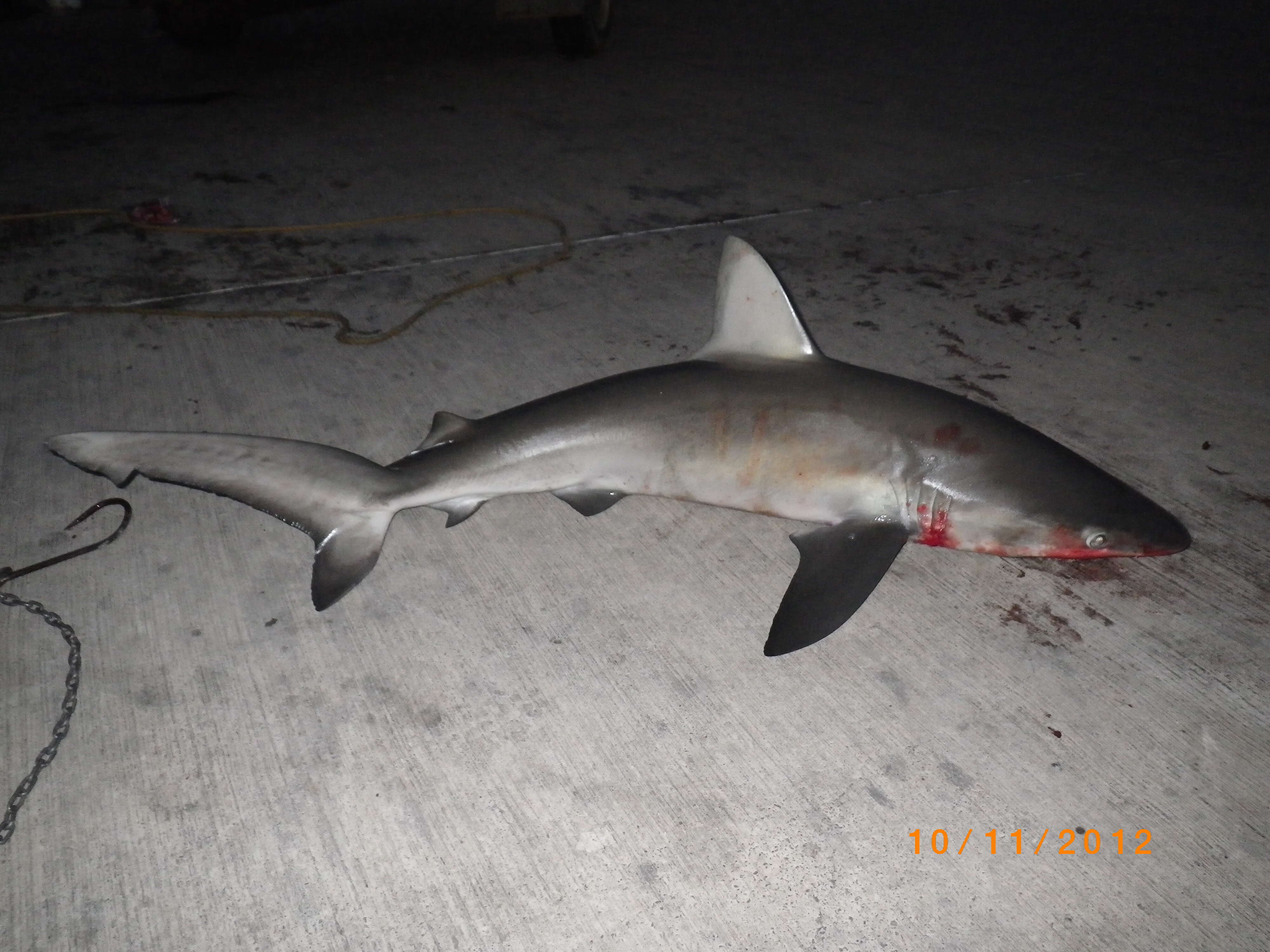 Image of Galapagos Shark