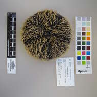 Image of Collector urchin