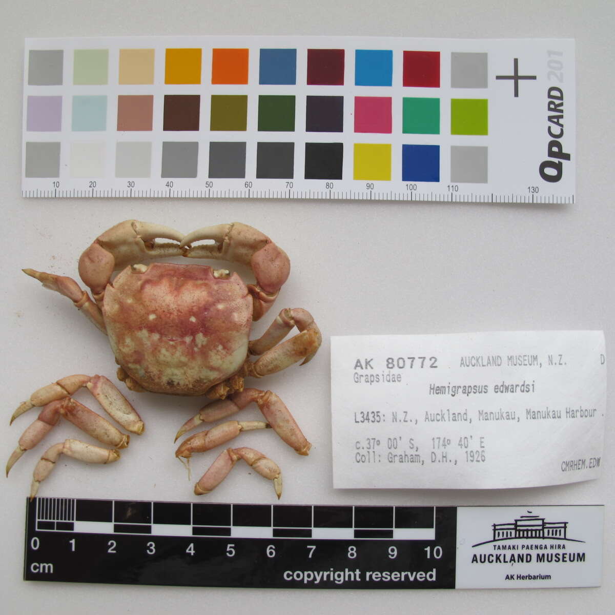 Image of Hemigrapsus sexdentatus