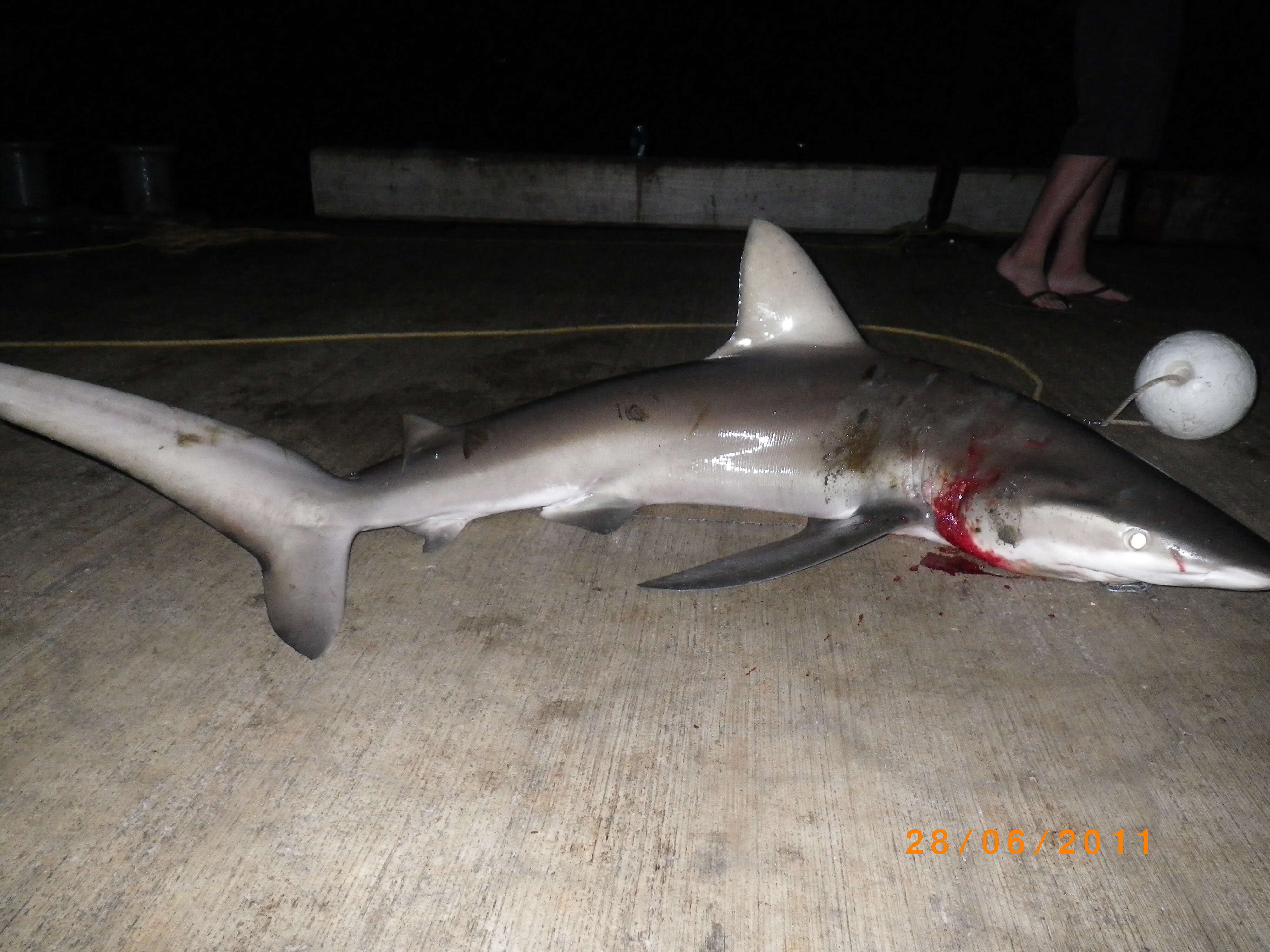 Image de Requin des Galapagos