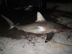 Image de Requin des Galapagos