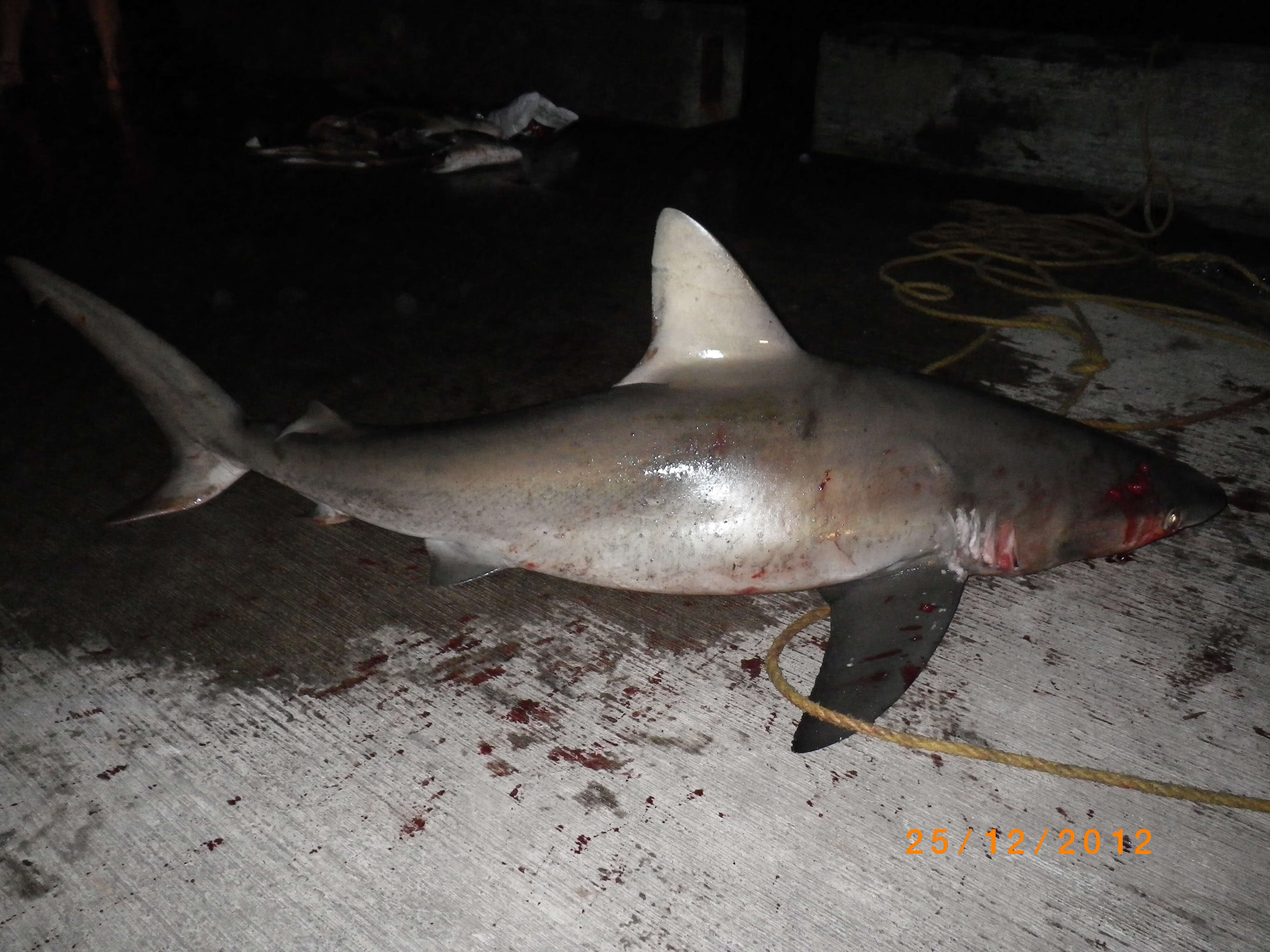 Image of Galapagos Shark