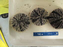 Image of Collector urchin