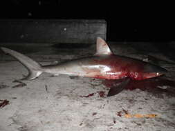 Image of Galapagos Shark