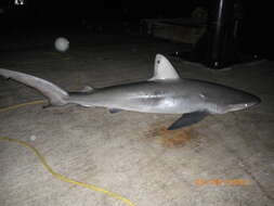 Image de Requin des Galapagos