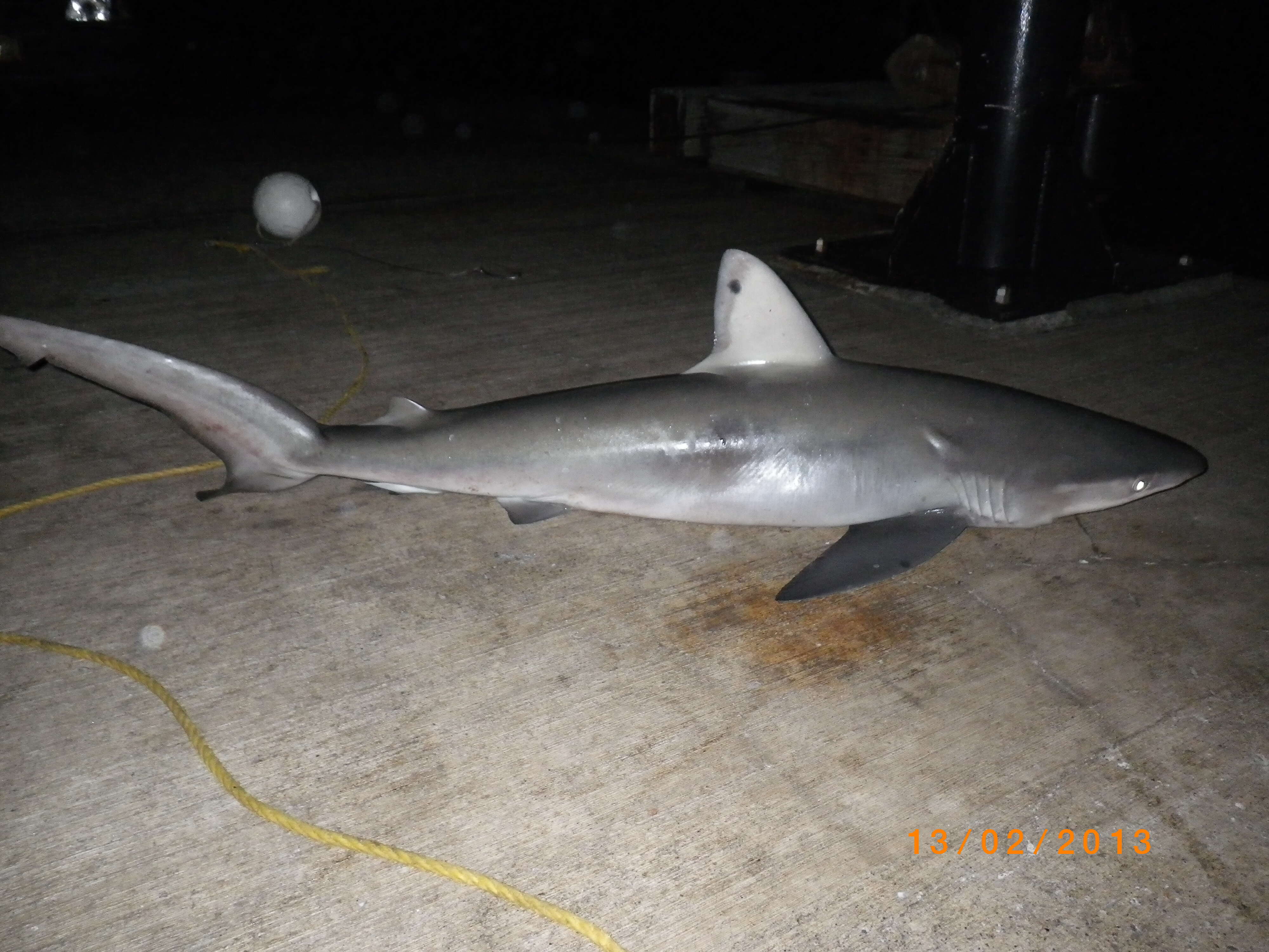 Image of Galapagos Shark