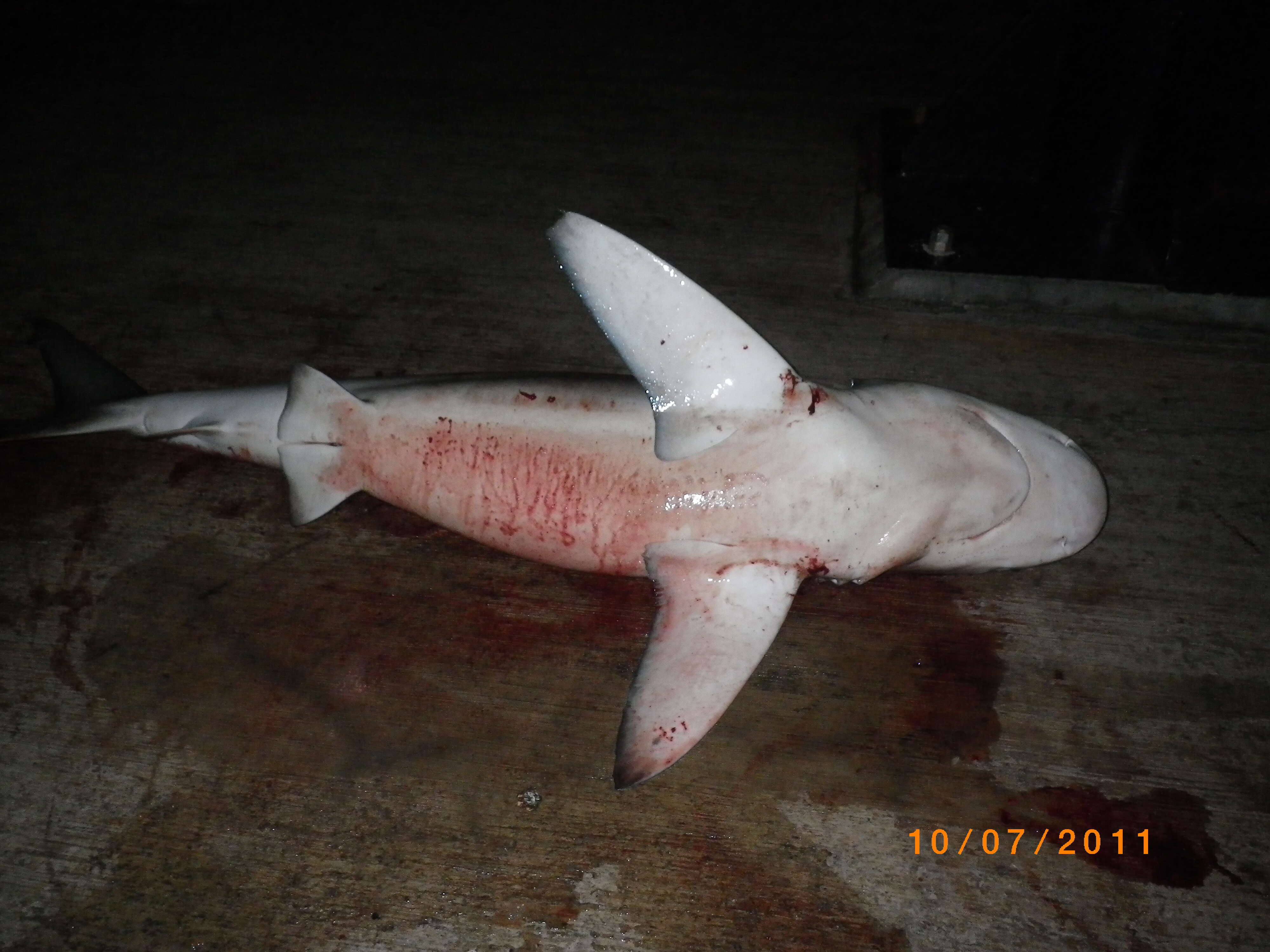 Image of Galapagos Shark