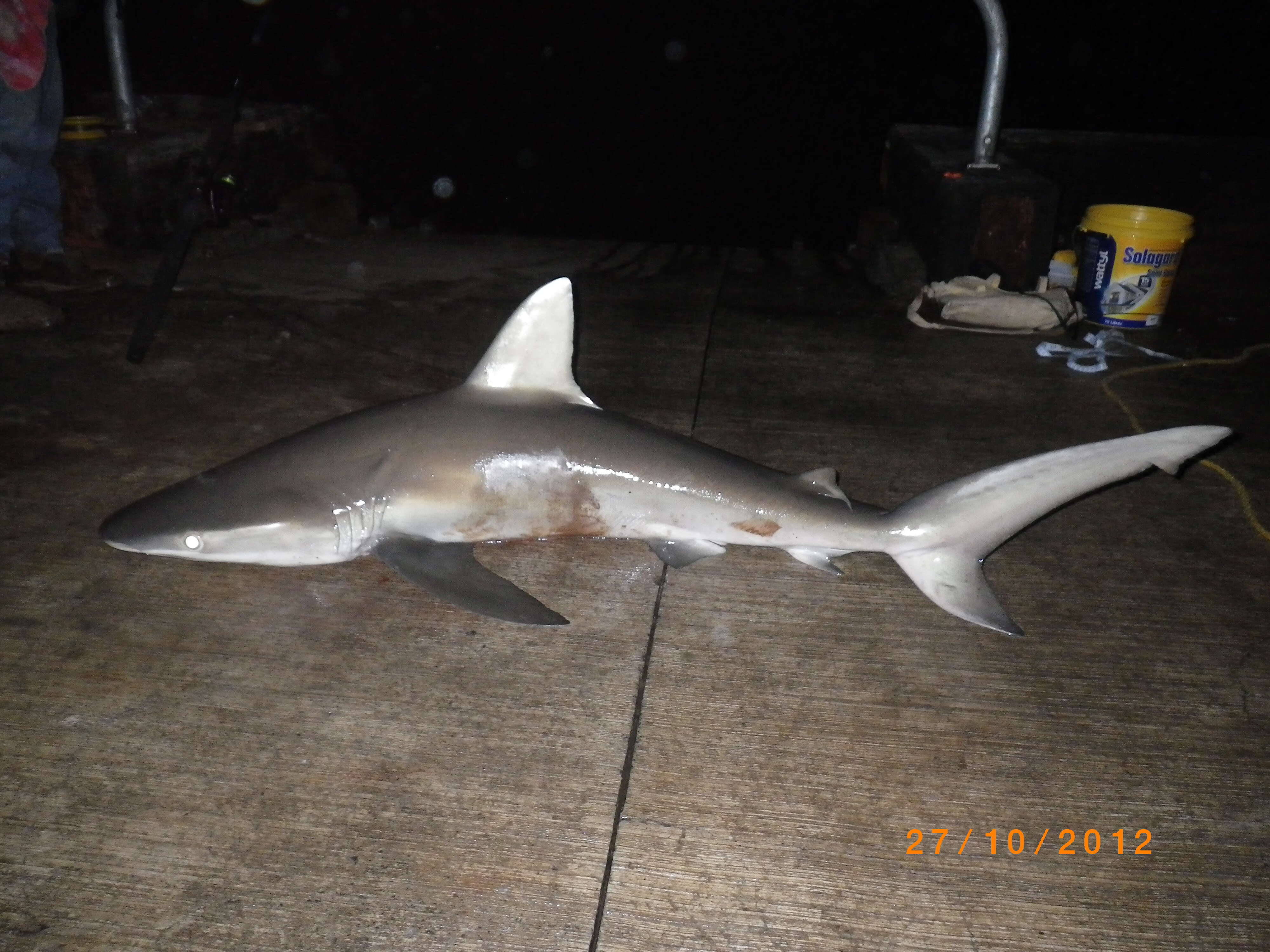 Image of Galapagos Shark