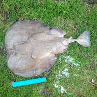 Image of Electric ray