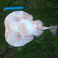 Image of Electric ray