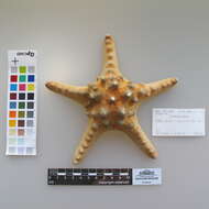 Image of chocolate chip sea star