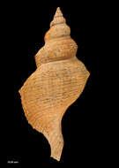 Sivun Penion sulcatus (Lamarck 1816) kuva