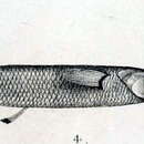 Image of Nomorhamphus