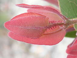 Image of Angophora hispida (Sm.) D. F. Blaxell
