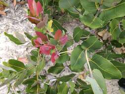 Image of Angophora hispida (Sm.) D. F. Blaxell