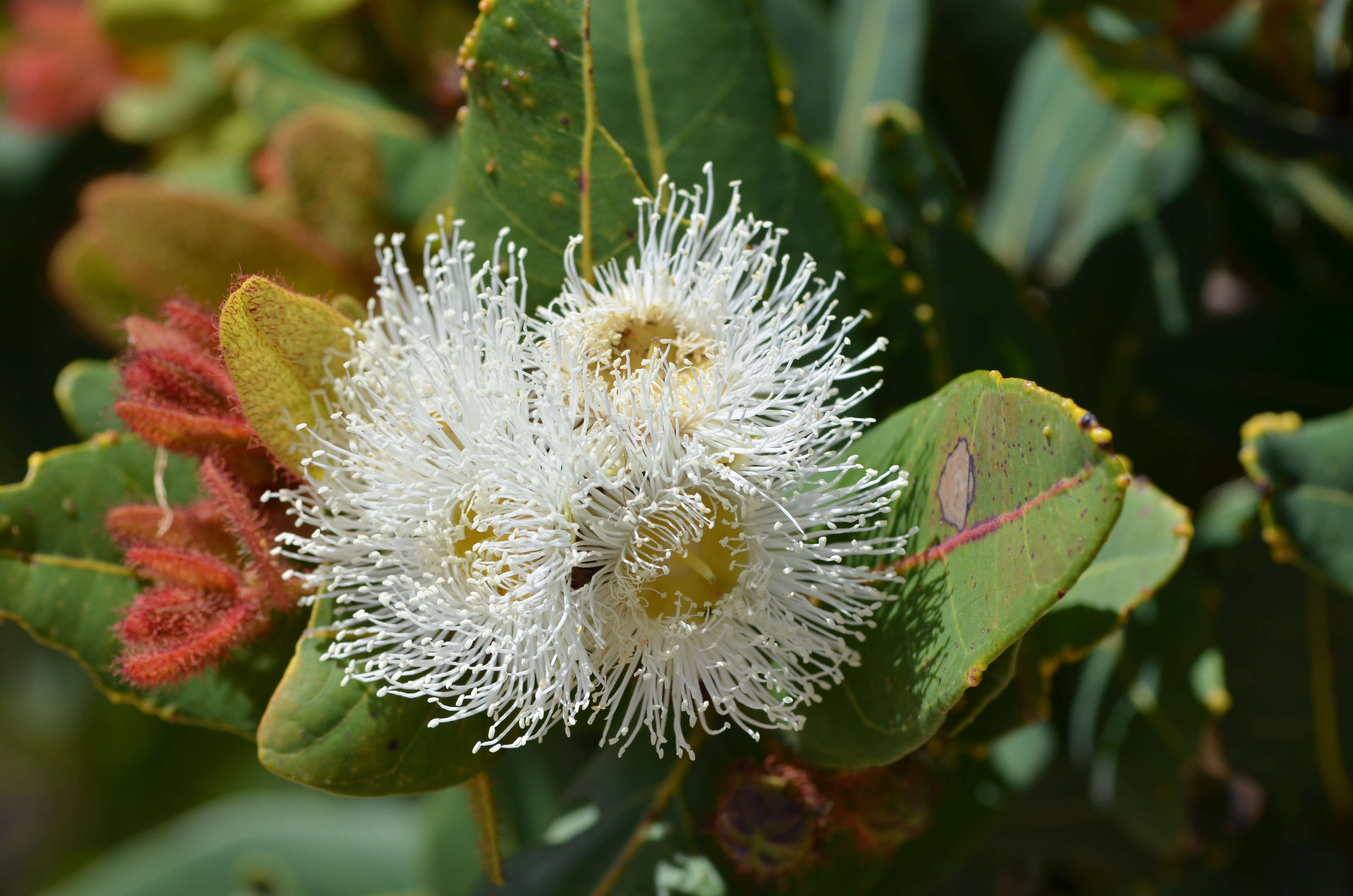 Image of Angophora hispida (Sm.) D. F. Blaxell