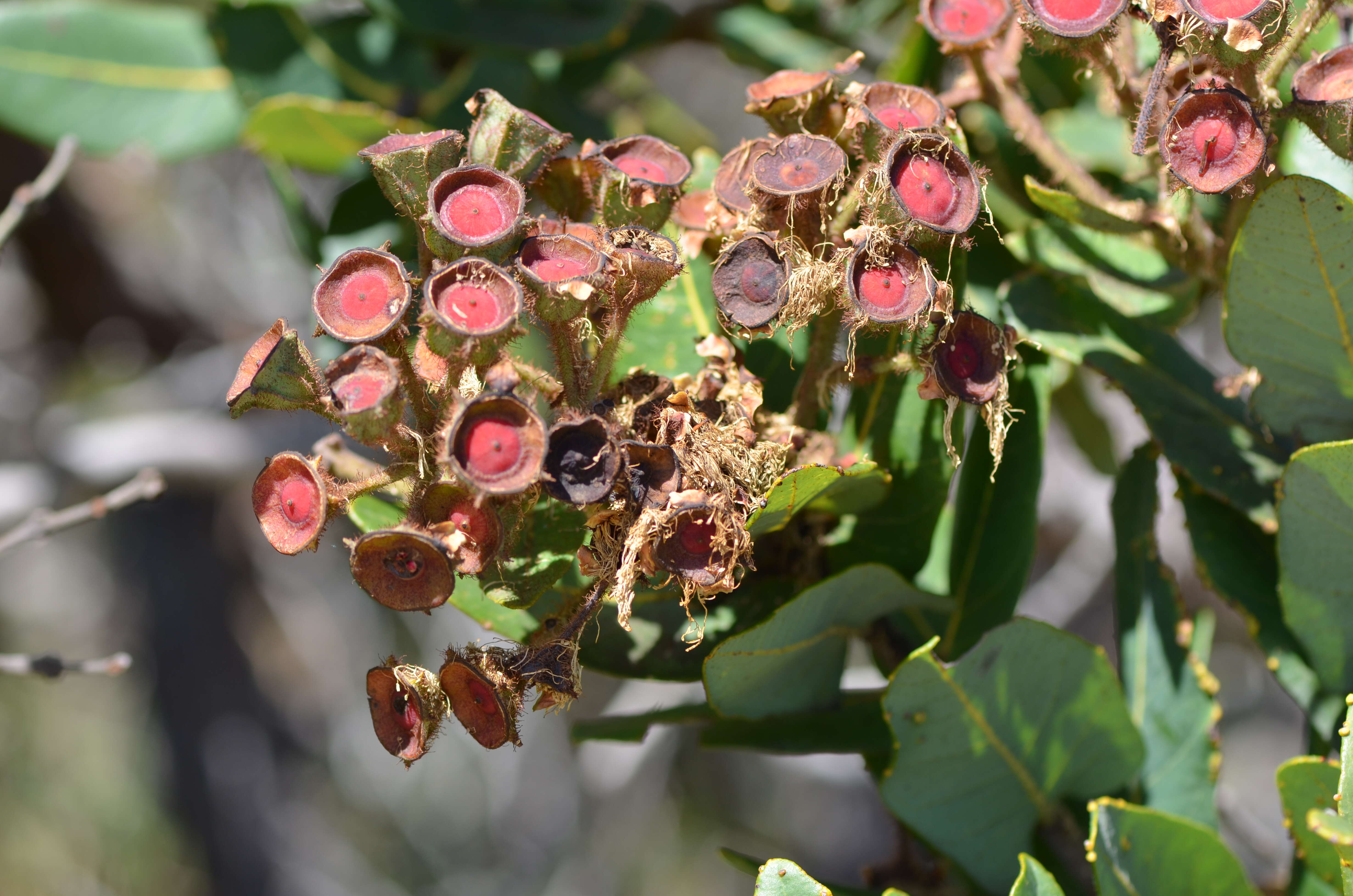 Image of Angophora hispida (Sm.) D. F. Blaxell