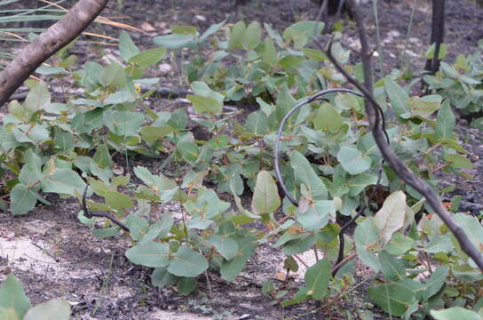 Image of Angophora hispida (Sm.) D. F. Blaxell