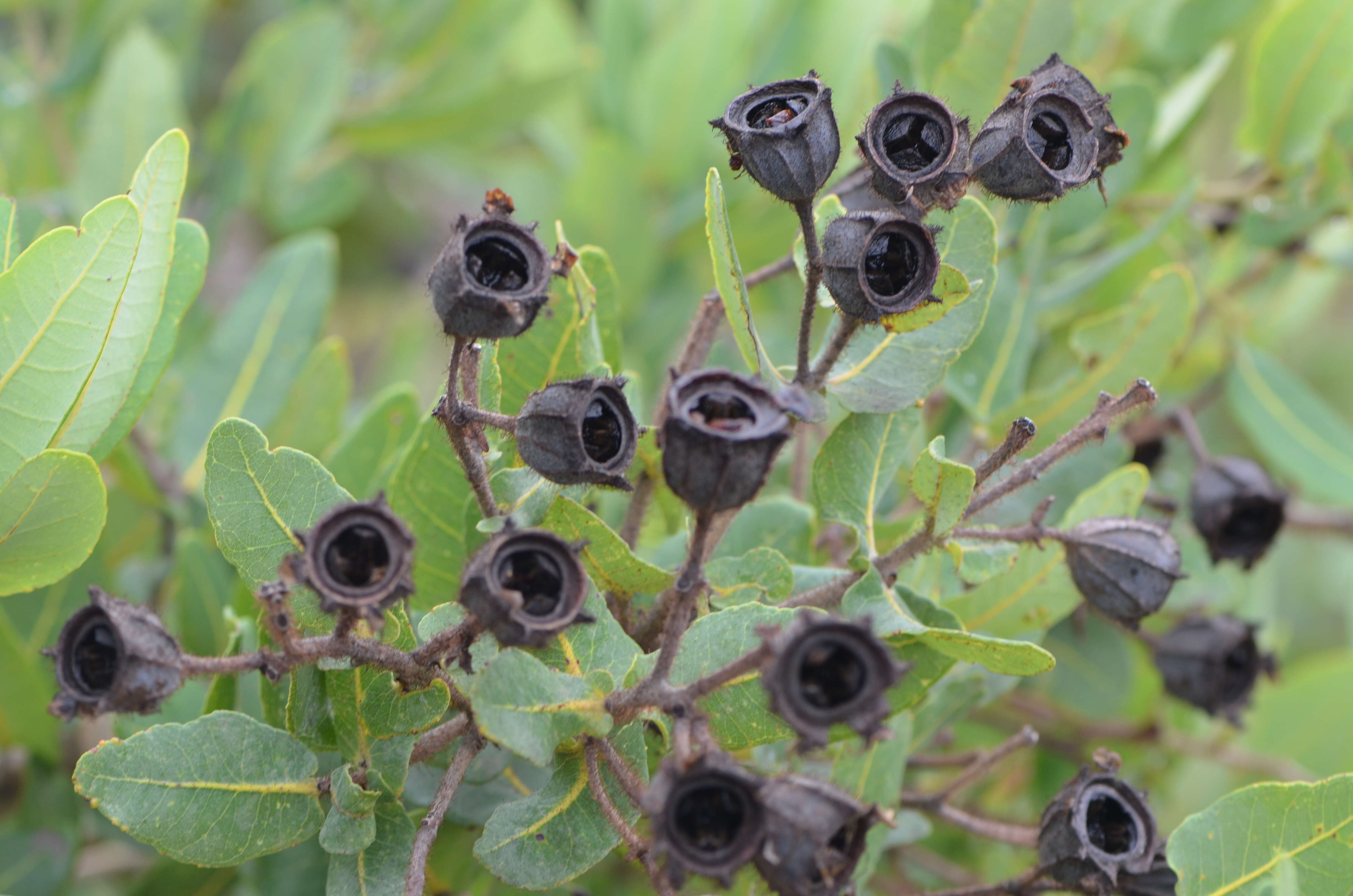 Image of Angophora hispida (Sm.) D. F. Blaxell