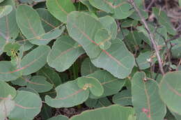 Image of Angophora hispida (Sm.) D. F. Blaxell