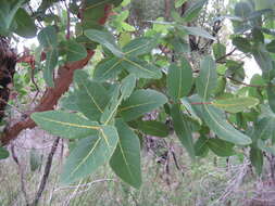 Image of Angophora hispida (Sm.) D. F. Blaxell