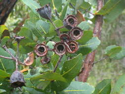 Image of Angophora hispida (Sm.) D. F. Blaxell