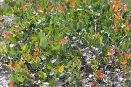 Image of Angophora hispida (Sm.) D. F. Blaxell