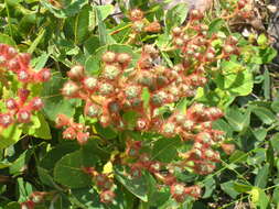 Image of Angophora hispida (Sm.) D. F. Blaxell