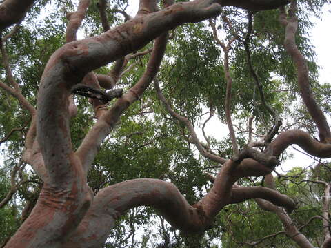 Image of Brittle Gum