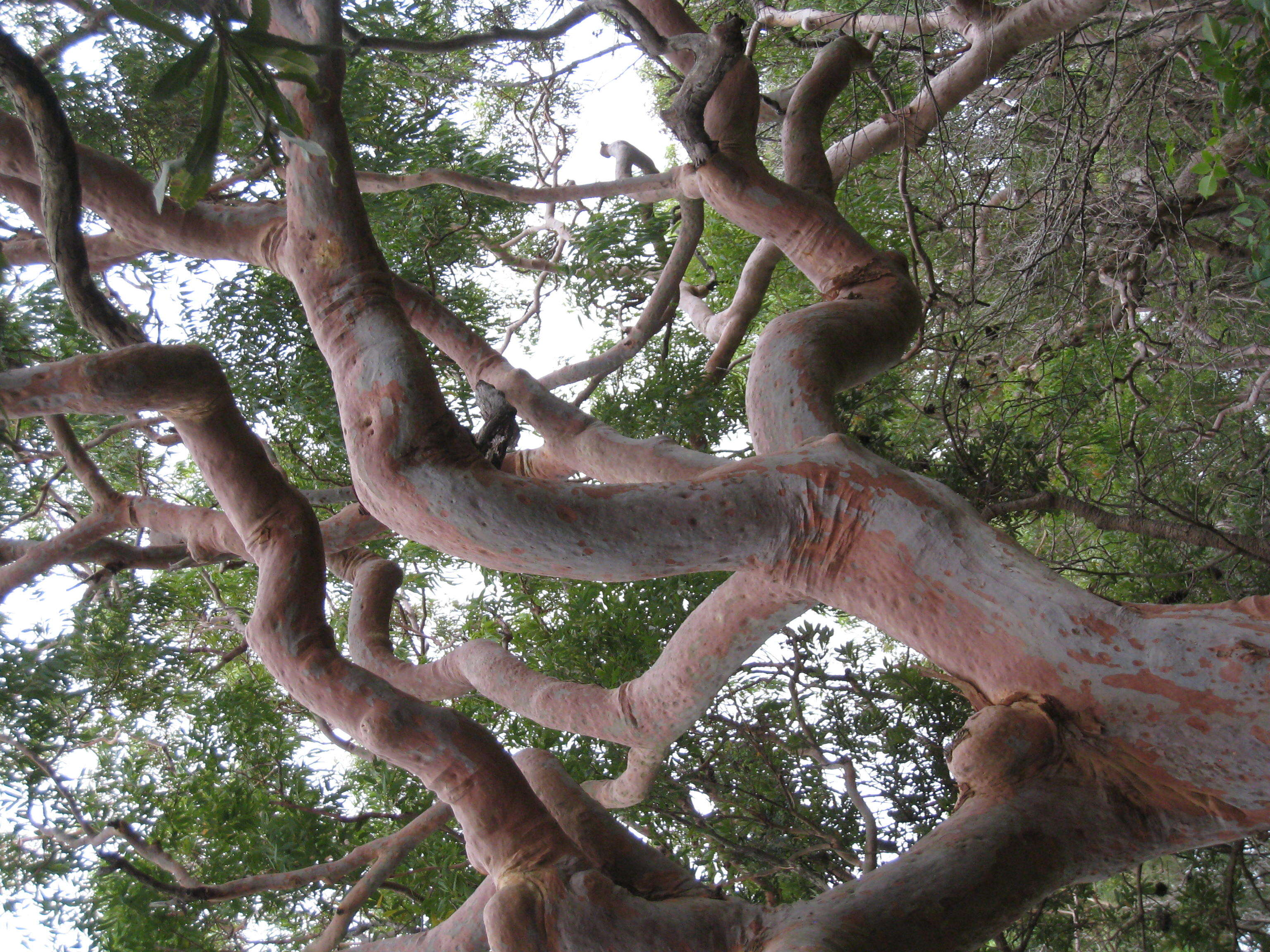 Image of Brittle Gum