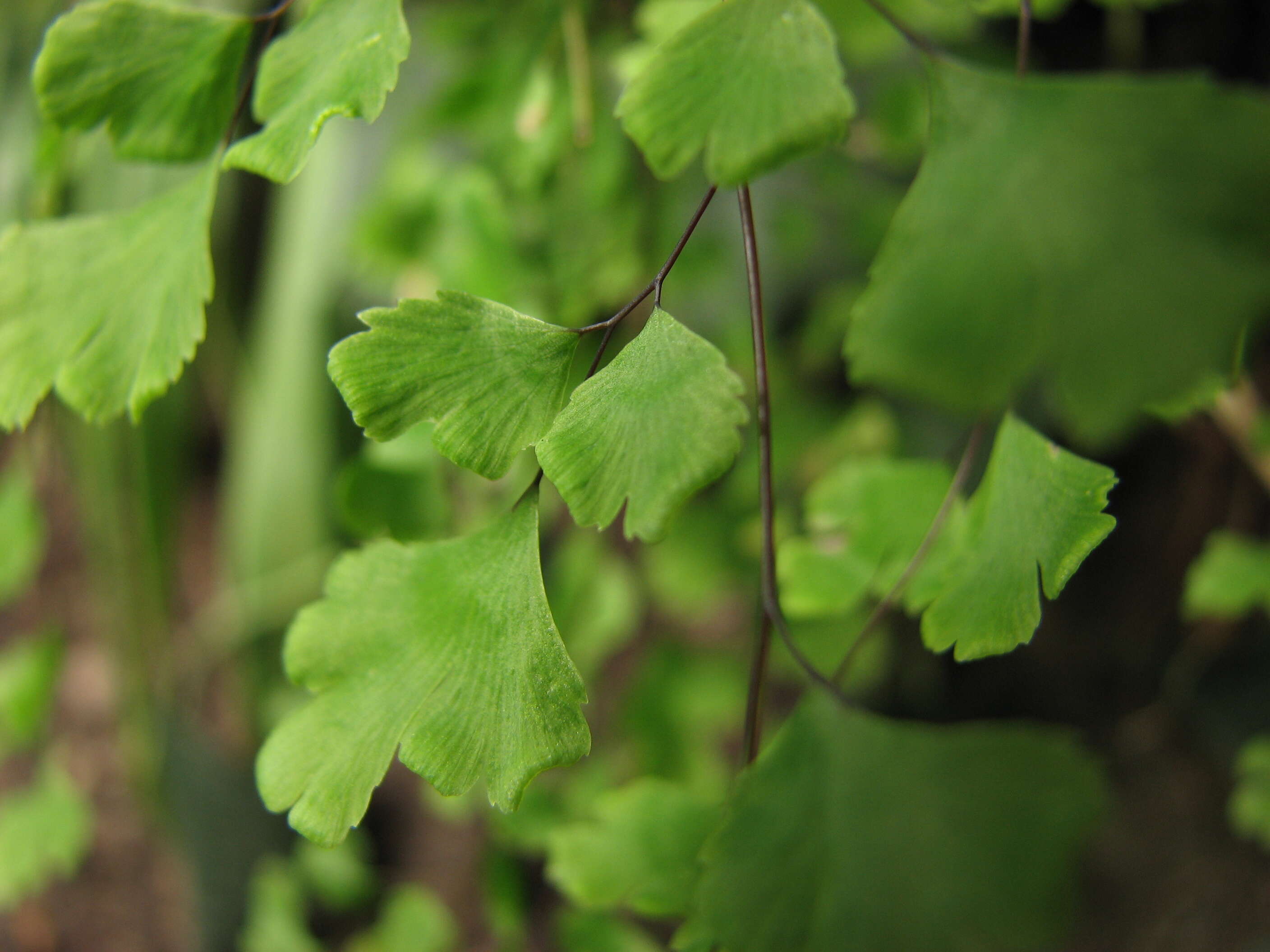 Image of maidenhair fern