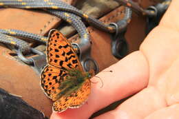 Plancia ëd Boloria euphrosyne