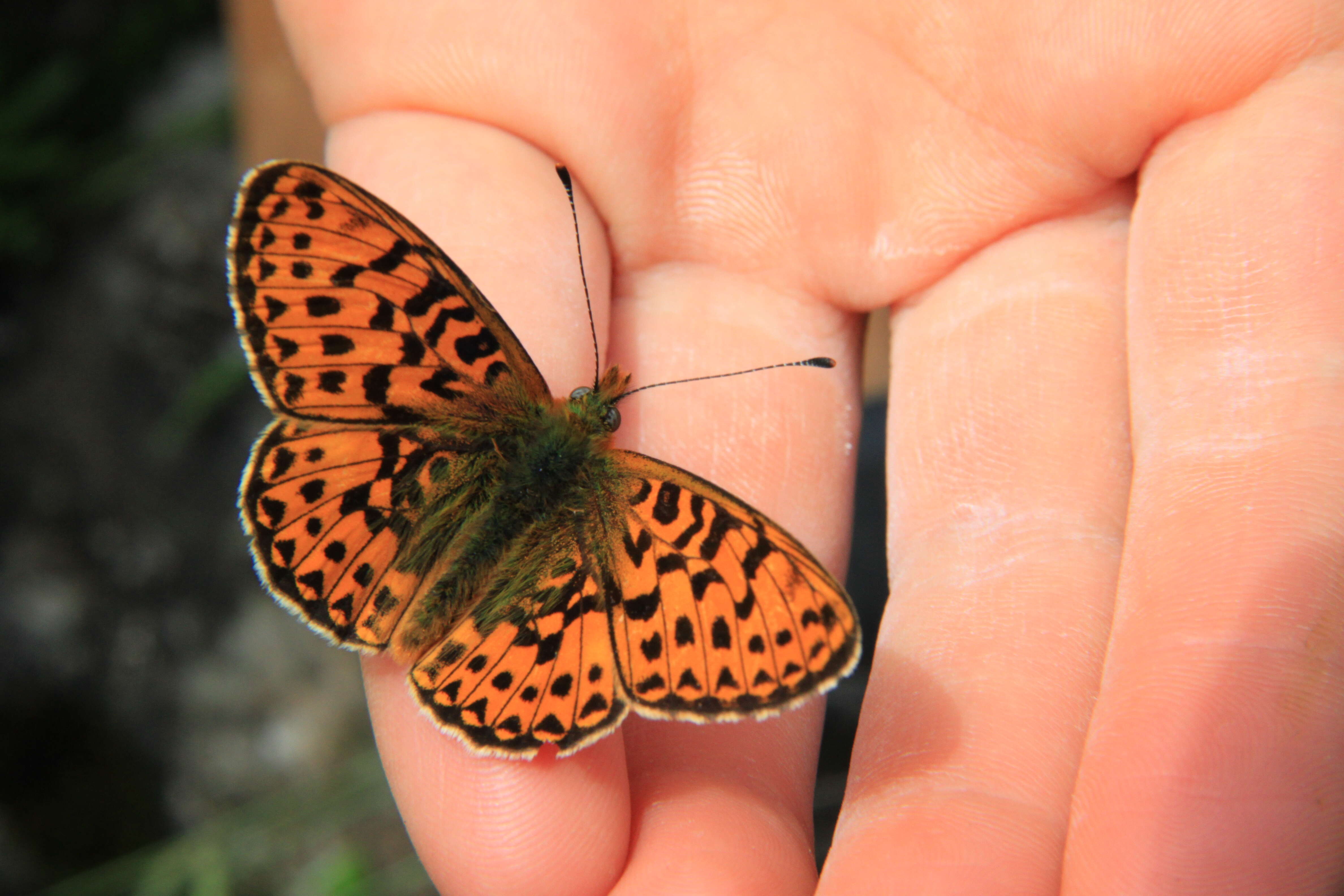 Plancia ëd Boloria euphrosyne