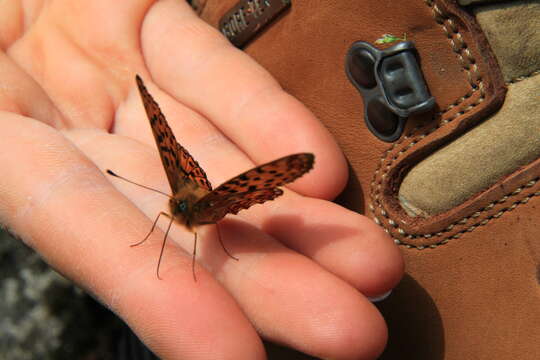 Plancia ëd Boloria euphrosyne