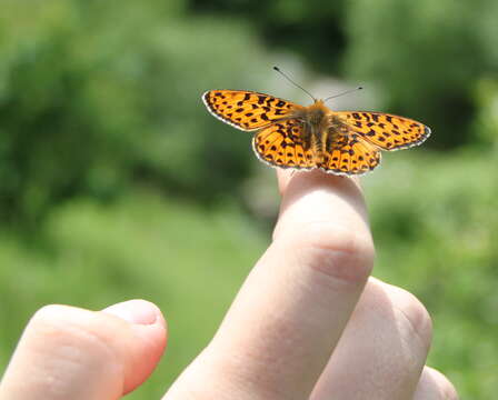 Plancia ëd Boloria euphrosyne