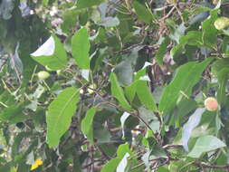 Sivun Atuna indica (Bedd.) Kosterm. kuva