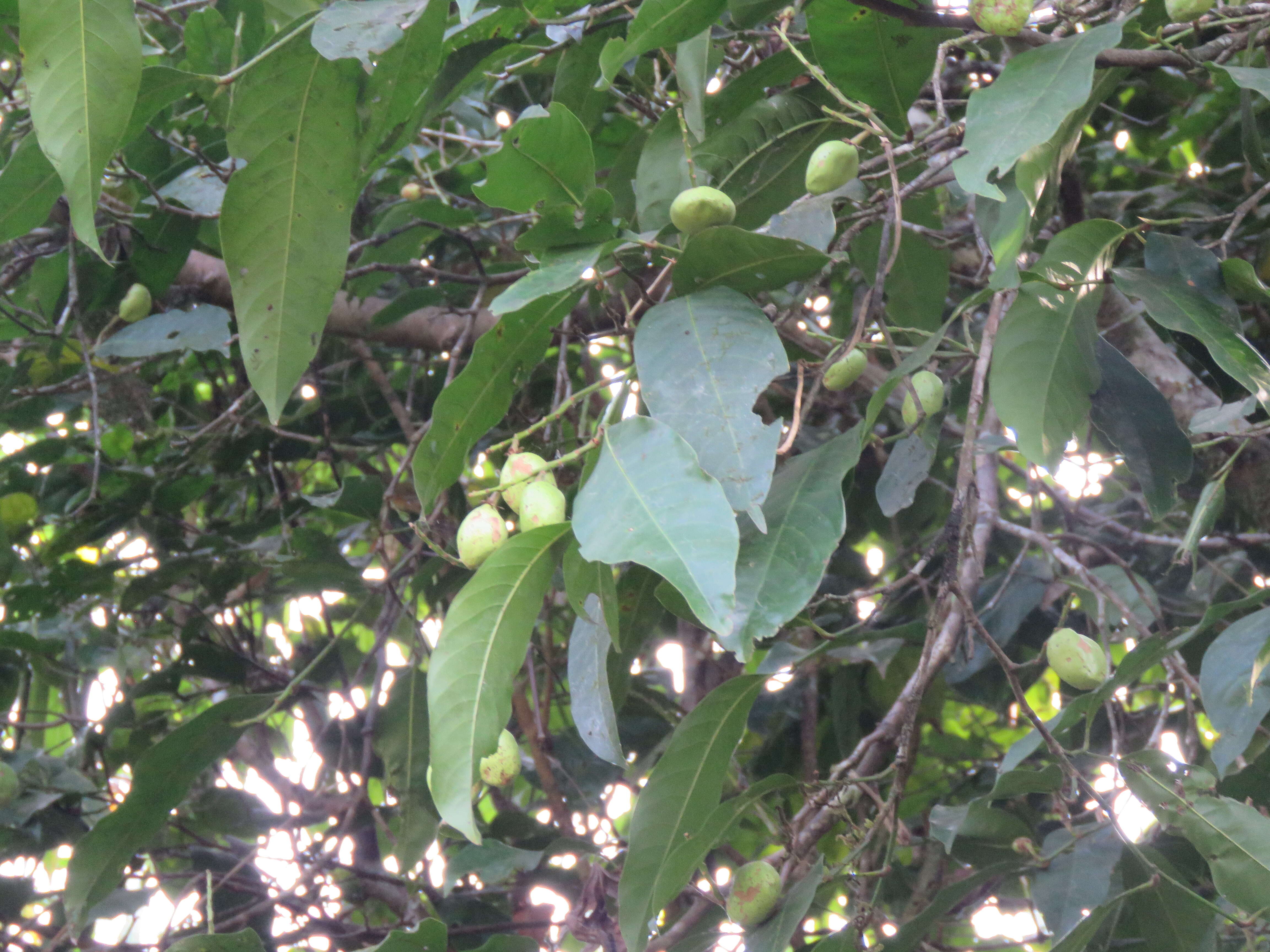 Sivun Atuna indica (Bedd.) Kosterm. kuva
