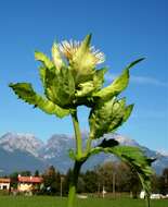 Image of Cabbage Thistle