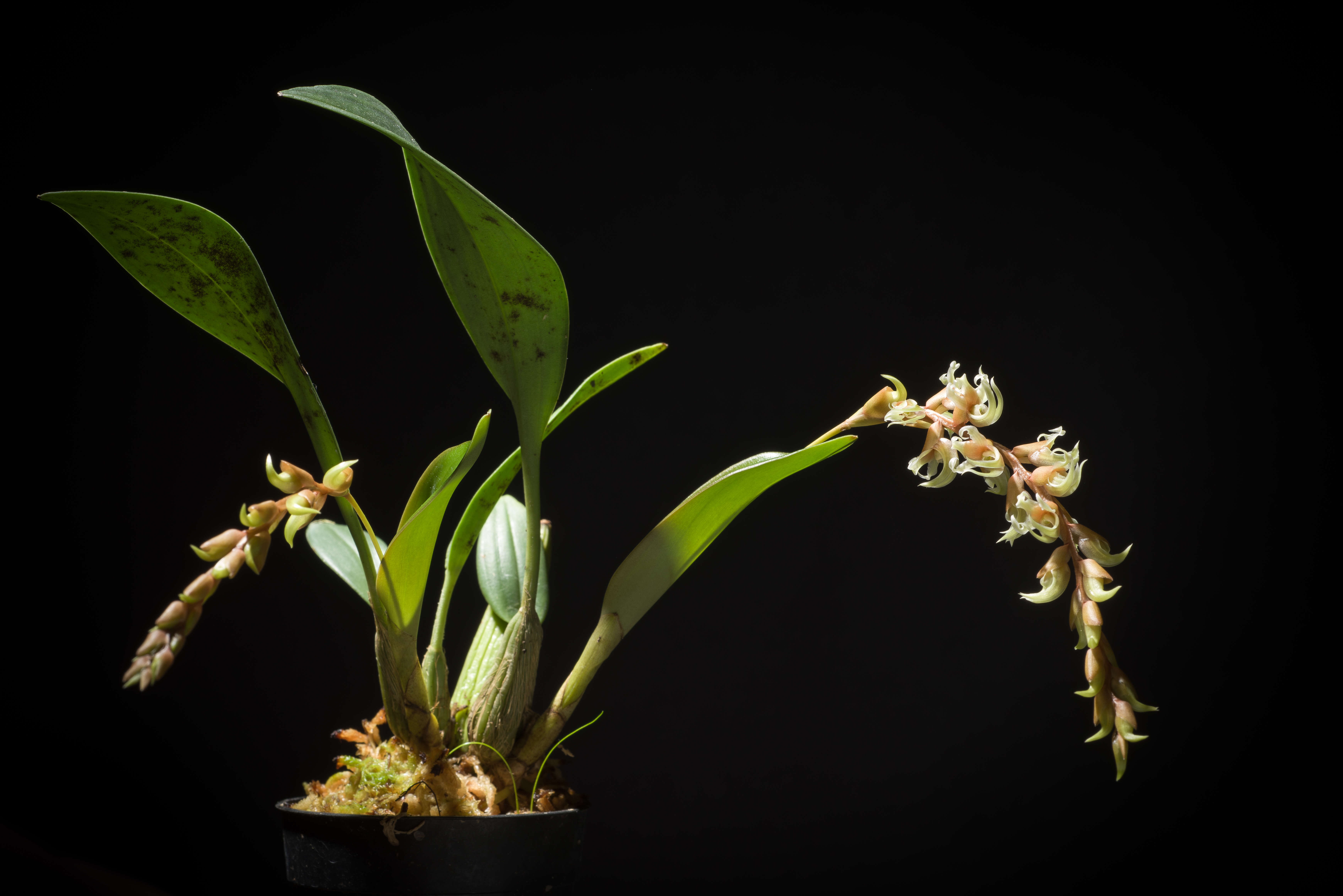 Imagem de Dendrochilum cootesii H. A. Pedersen