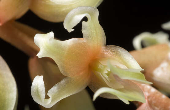 Image of Dendrochilum cootesii H. A. Pedersen