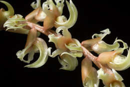 Image of Dendrochilum cootesii H. A. Pedersen