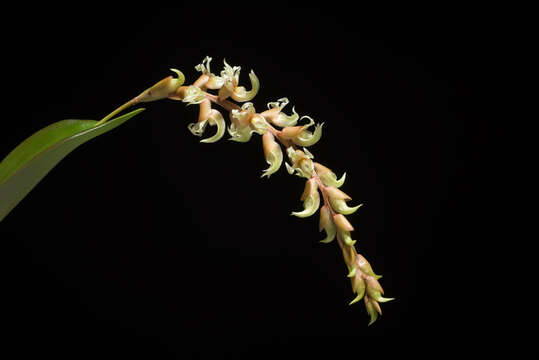 Imagem de Dendrochilum cootesii H. A. Pedersen