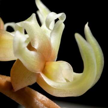 Imagem de Dendrochilum cootesii H. A. Pedersen