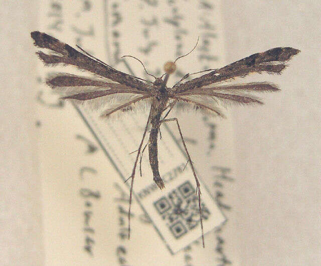 Image of Geranium Plume Moth