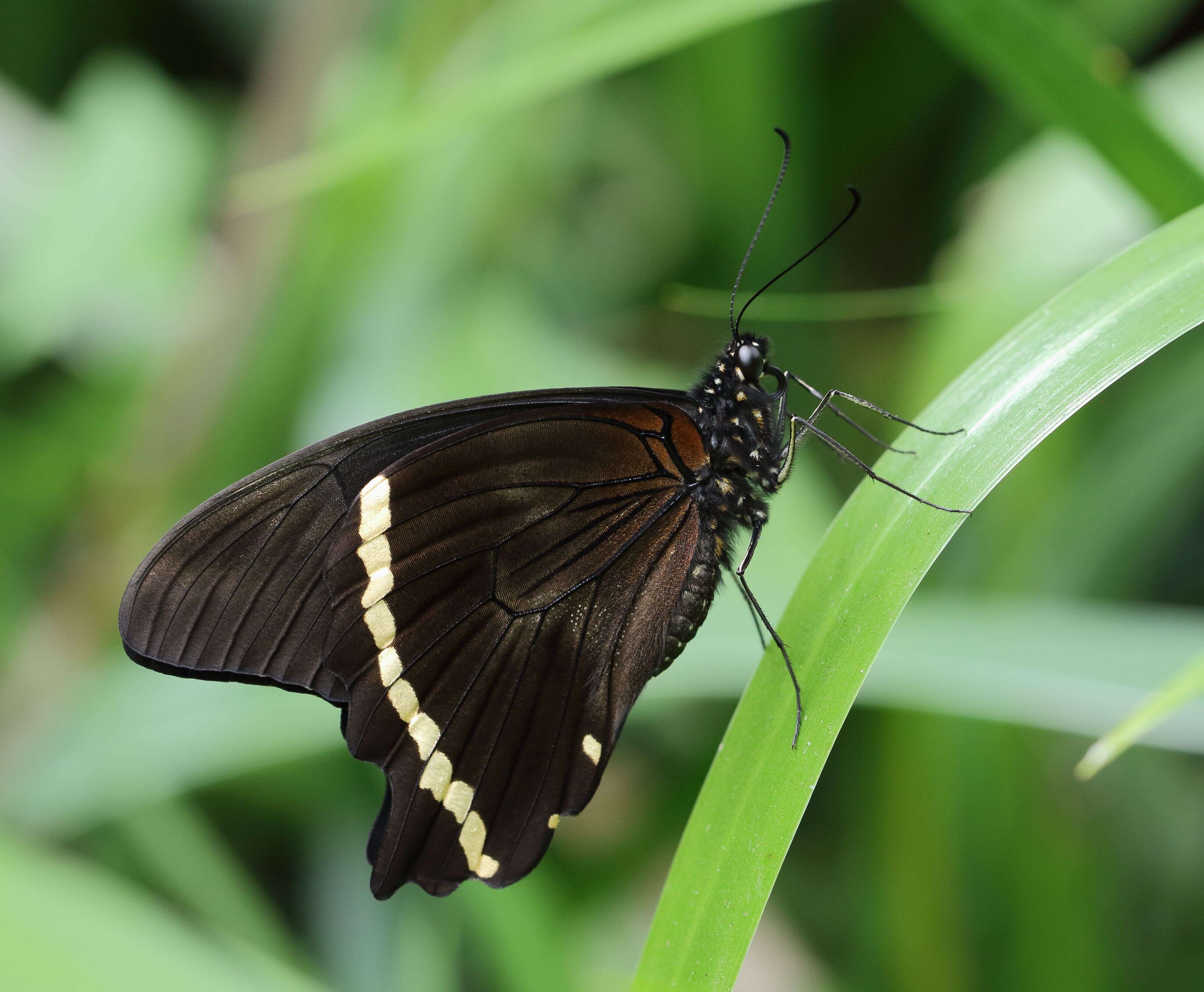 Image of greenbanded swallowtail