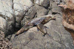 Image of New Zealand sea lion