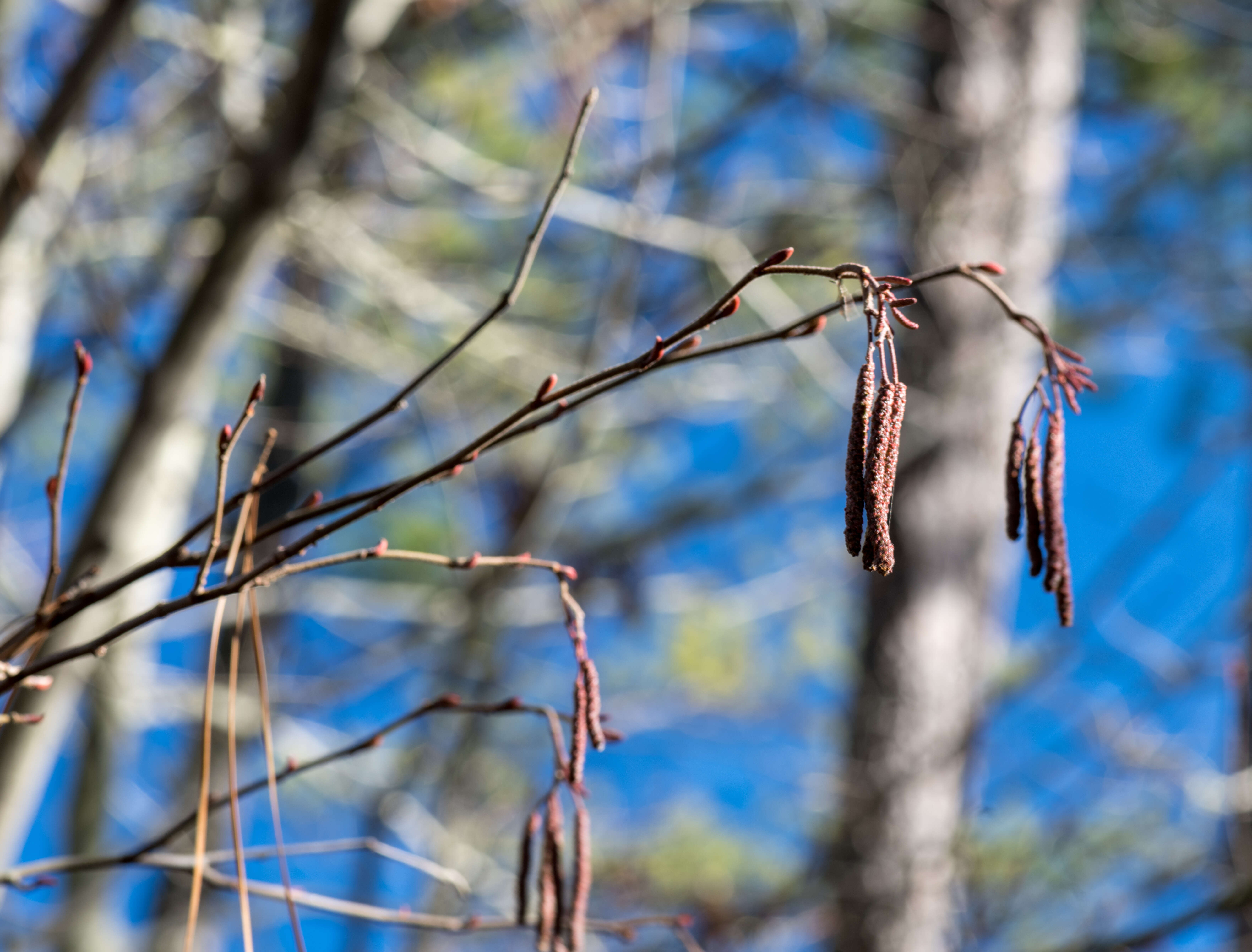 Plancia ëd Alnus serrulata (Aiton) Willd.