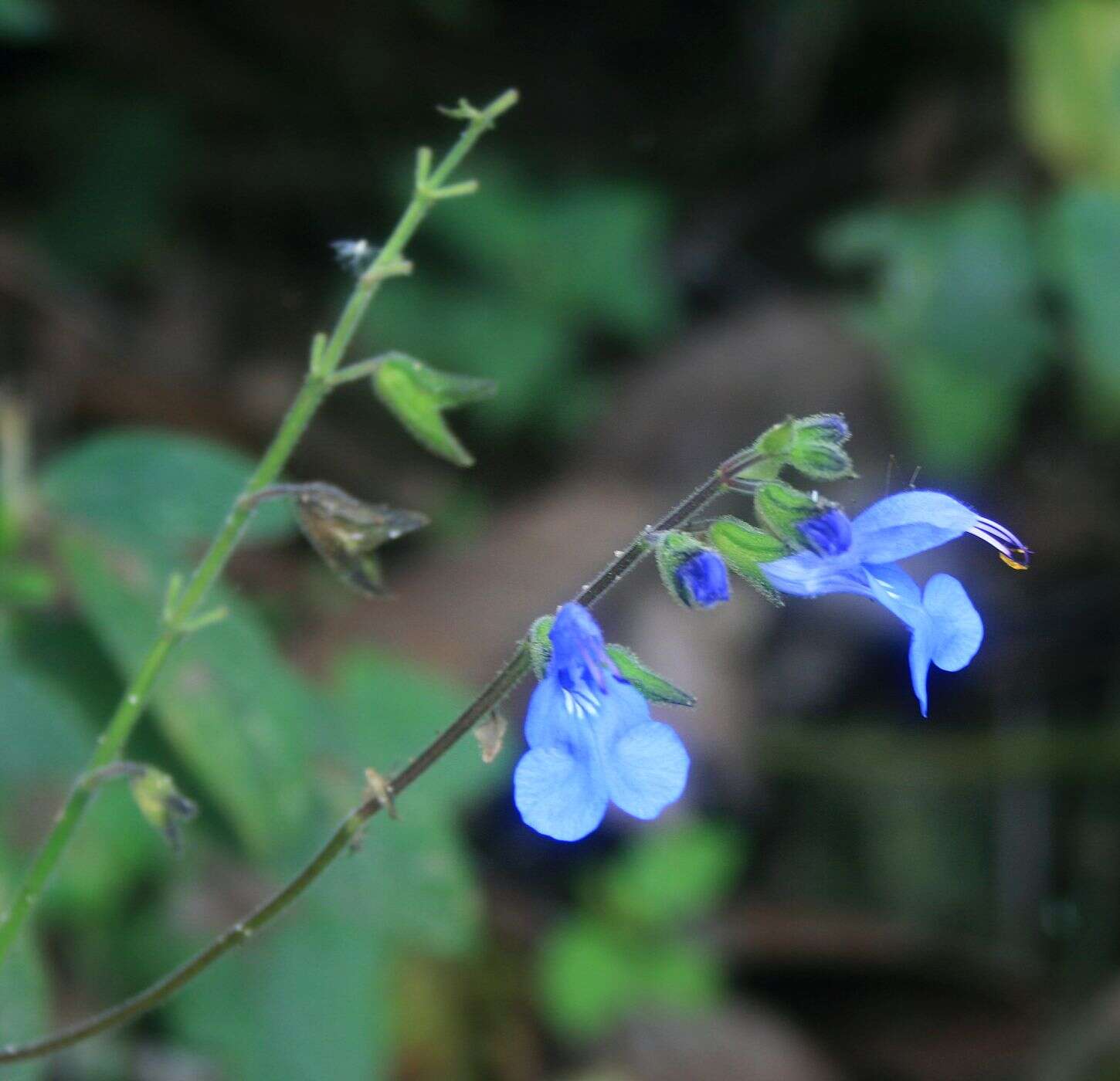 Salvia scutellarioides Kunth resmi